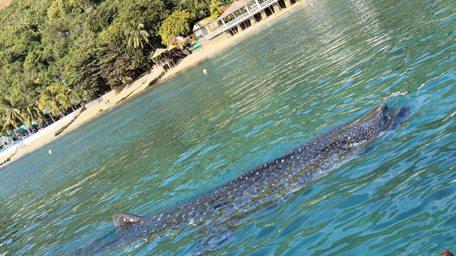 Oslob